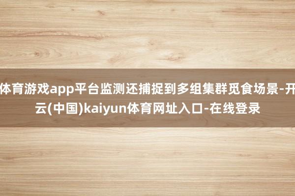 体育游戏app平台监测还捕捉到多组集群觅食场景-开云(中国)kaiyun体育网址入口-在线登录